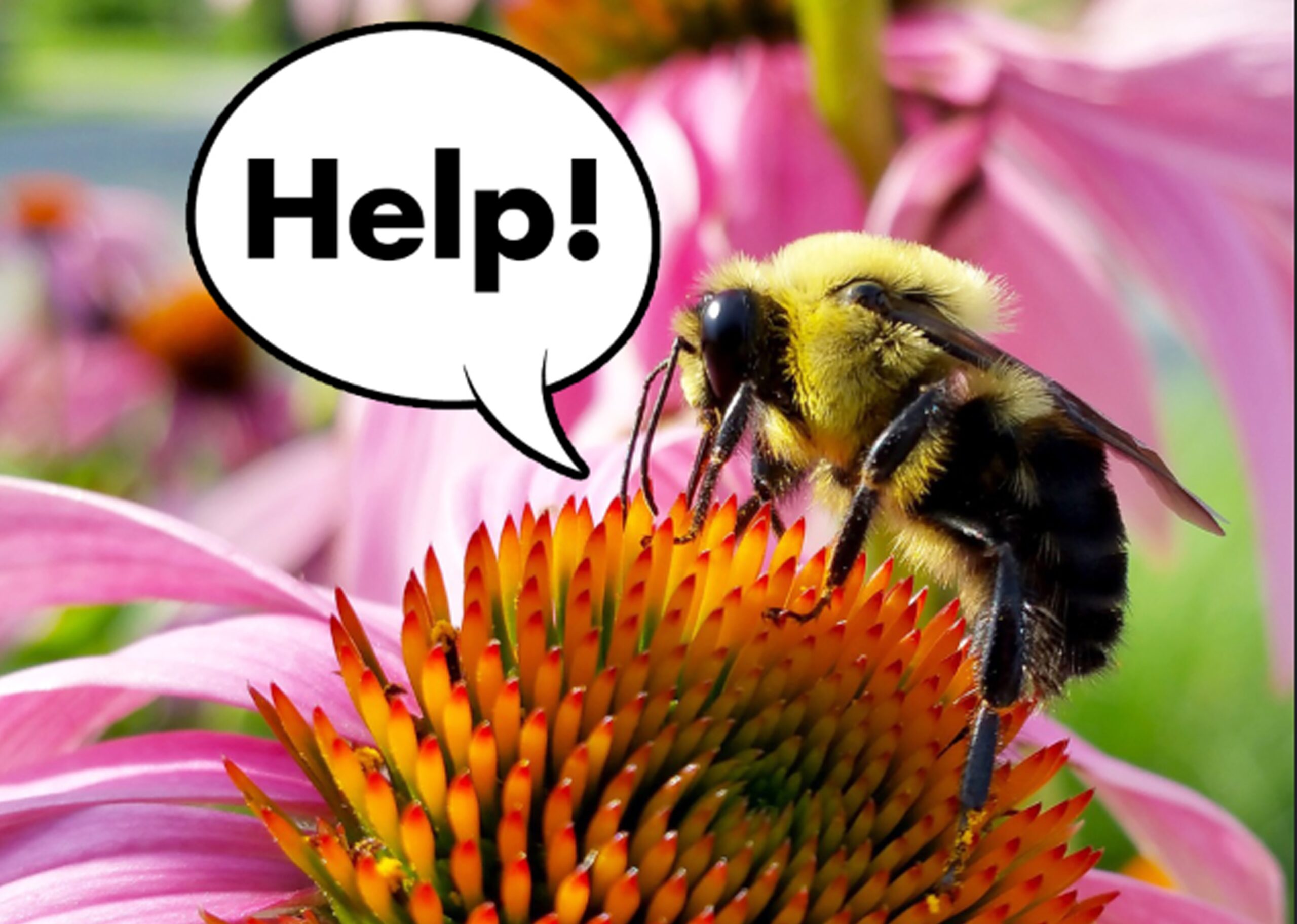5 Ways To Help Bees