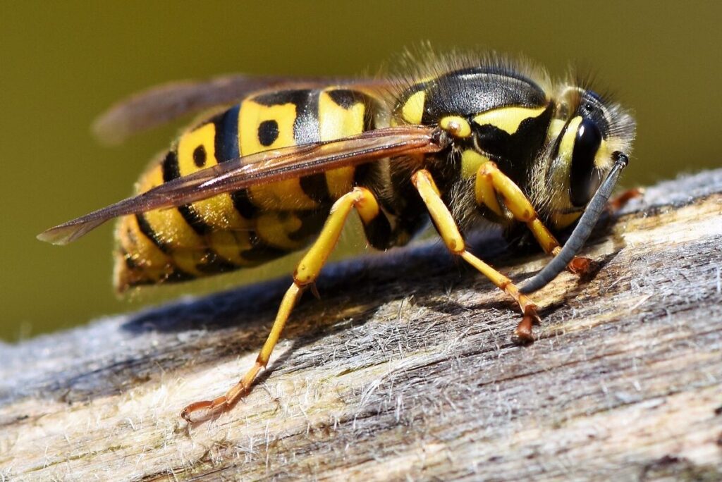 Wasp - 5 Easy Ways You Can Help Bees