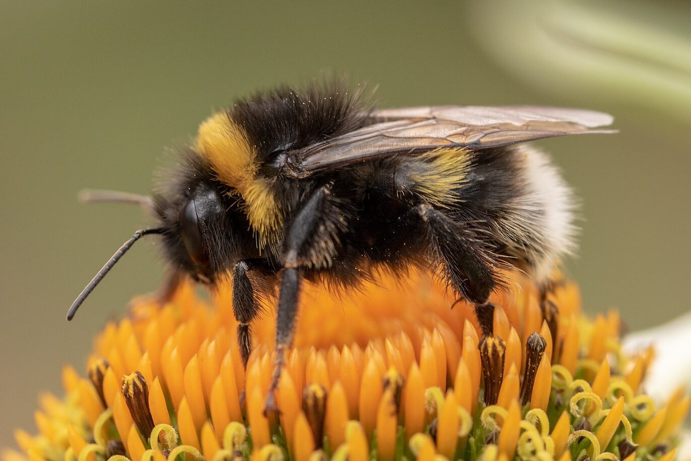 Bumblebee - 5 Easy Ways You Can Help Bees