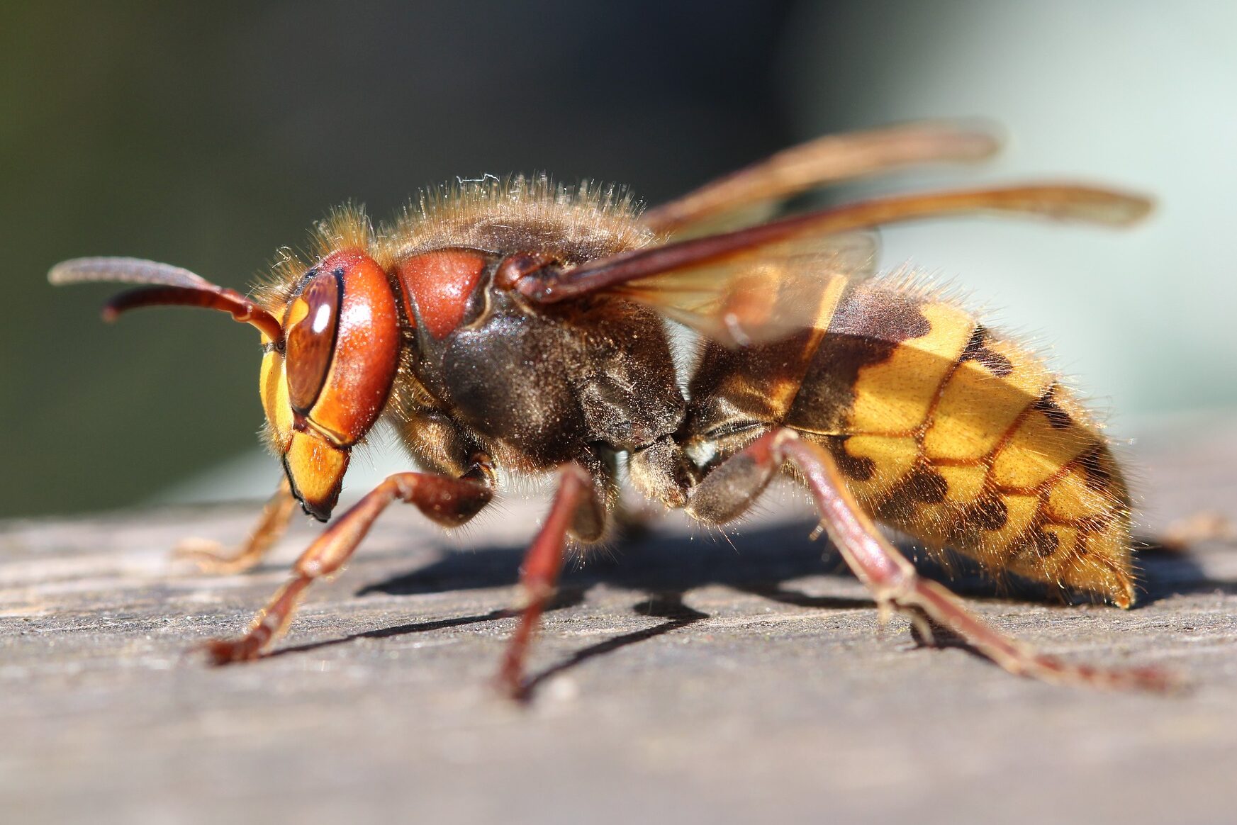 European Hornets - 5 Easy Ways You Can Help Bees